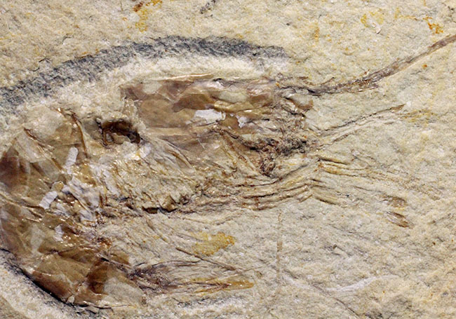 レバノン産白亜紀のエビが二体保存されたマルチプレート標本(その3)