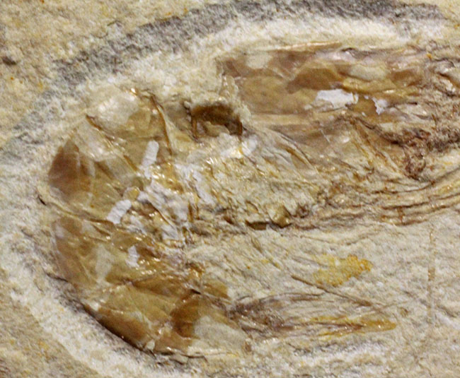 レバノン産白亜紀のエビが二体保存されたマルチプレート標本（その4）