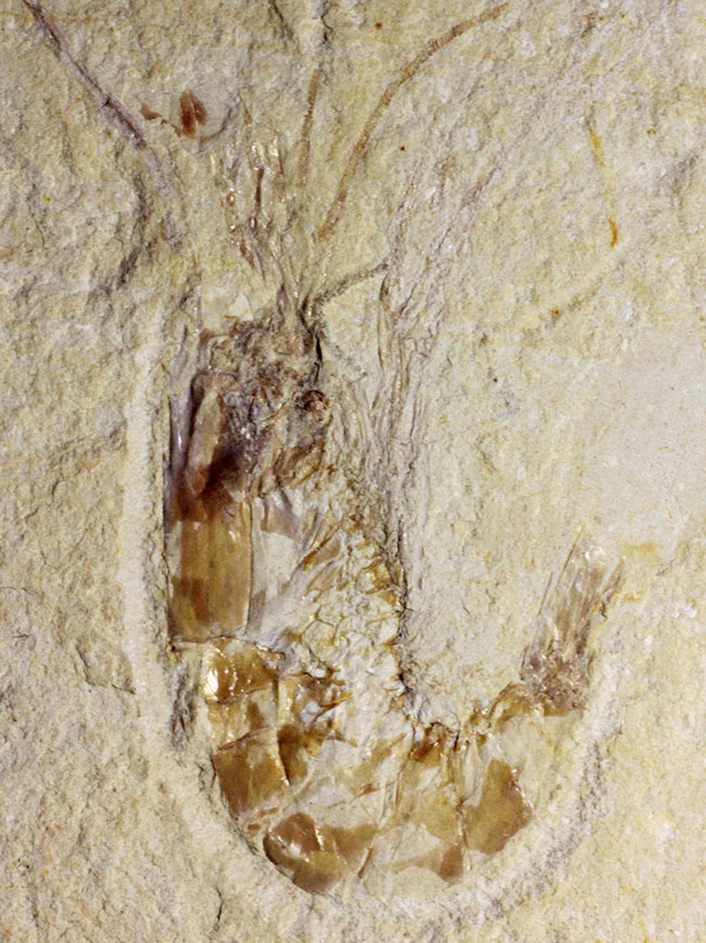 レバノン産白亜紀のエビが二体保存されたマルチプレート標本(その5)