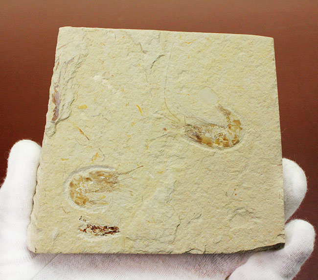 レバノン産白亜紀のエビが二体保存されたマルチプレート標本（その6）