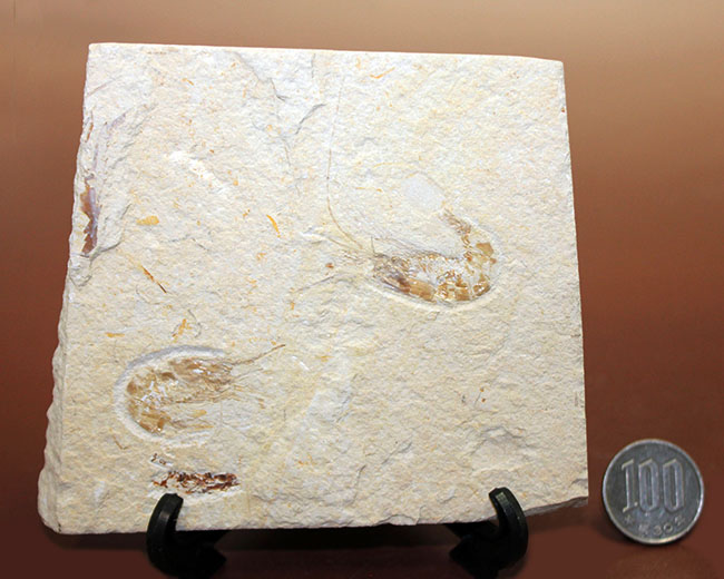 レバノン産白亜紀のエビが二体保存されたマルチプレート標本（その9）