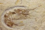 レバノン産白亜紀のエビが二体保存されたマルチプレート標本