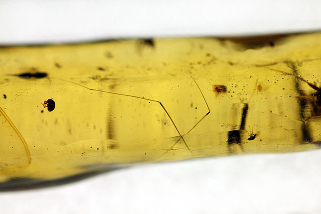 多種多様な虫が取り込まれたマダガスカル産コーパル(その10)