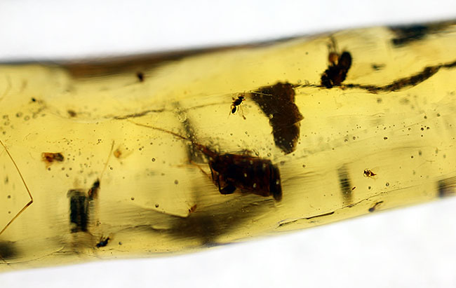 多種多様な虫が取り込まれたマダガスカル産コーパル(その11)