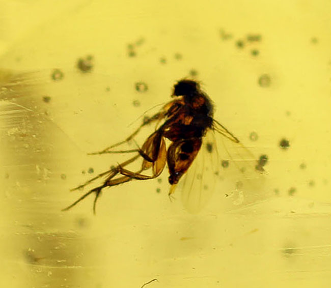 多種多様な虫が取り込まれたマダガスカル産コーパル(その12)
