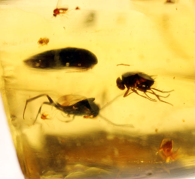 多種多様な虫が取り込まれたマダガスカル産コーパル(その13)