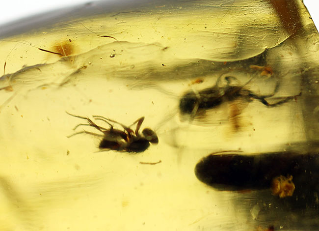 多種多様な虫が取り込まれたマダガスカル産コーパル(その14)