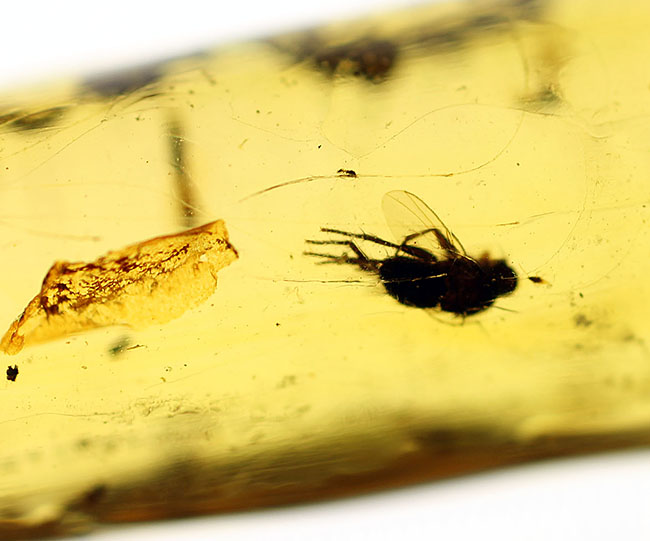 多種多様な虫が取り込まれたマダガスカル産コーパル(その15)