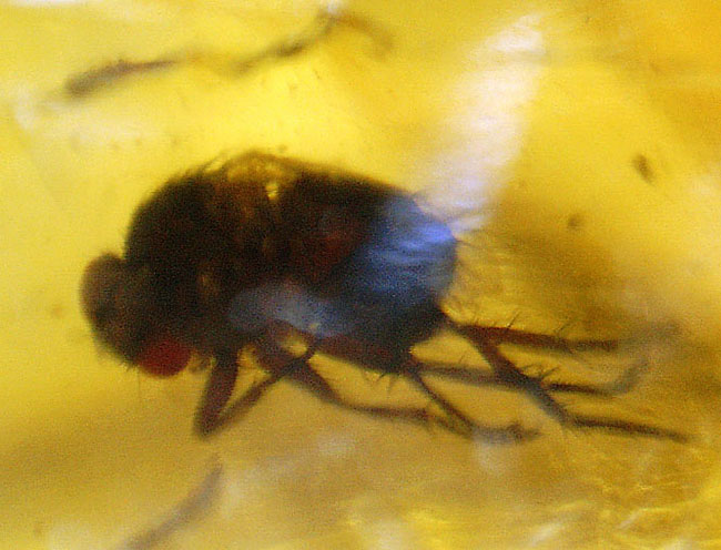 多種多様な虫が取り込まれたマダガスカル産コーパル(その19)