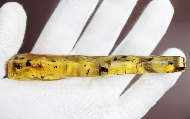 多種多様な虫が取り込まれたマダガスカル産コーパル(その3)
