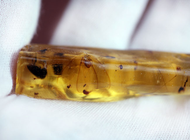 多種多様な虫が取り込まれたマダガスカル産コーパル(その4)