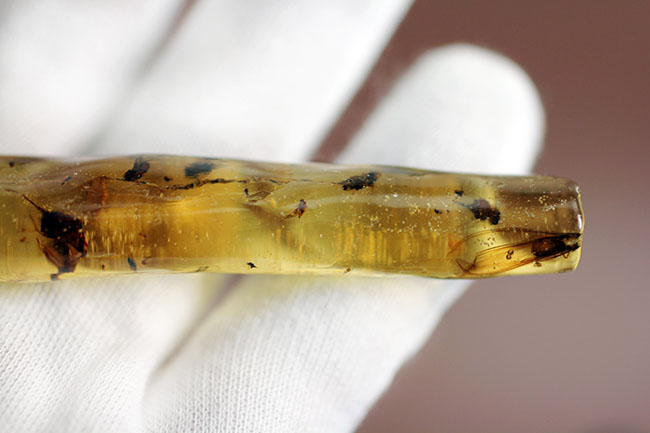 多種多様な虫が取り込まれたマダガスカル産コーパル(その5)