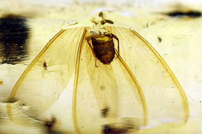 多種多様な虫が取り込まれたマダガスカル産コーパル（その6）