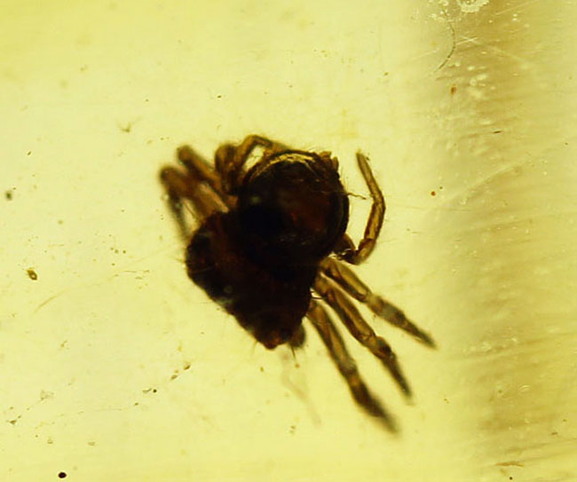 多種多様な虫が取り込まれたマダガスカル産コーパル(その8)