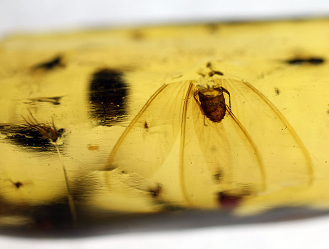 多種多様な虫が取り込まれたマダガスカル産コーパル(その9)