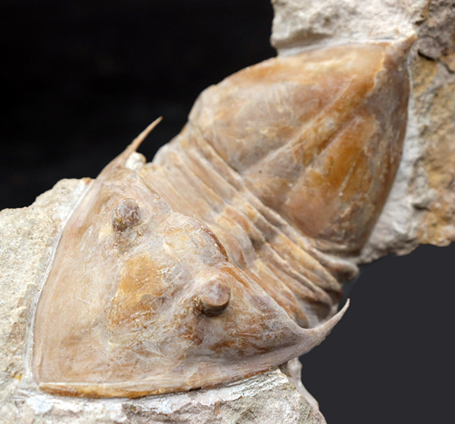 サンクトペテルブルク古生物学研究所が手掛けた一級作品、三葉虫、メギスタスピス・ラティカウダータ（Megistaspis laticaudata）のビッグサイズ標本（その1）