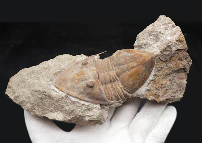 サンクトペテルブルク古生物学研究所が手掛けた一級作品、三葉虫、メギスタスピス・ラティカウダータ（Megistaspis laticaudata）のビッグサイズ標本（その11）