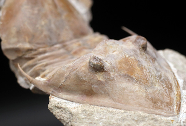 サンクトペテルブルク古生物学研究所が手掛けた一級作品、三葉虫、メギスタスピス・ラティカウダータ（Megistaspis laticaudata）のビッグサイズ標本（その12）