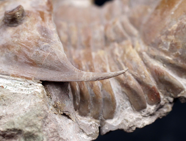 サンクトペテルブルク古生物学研究所が手掛けた一級作品、三葉虫、メギスタスピス・ラティカウダータ（Megistaspis laticaudata）のビッグサイズ標本（その14）