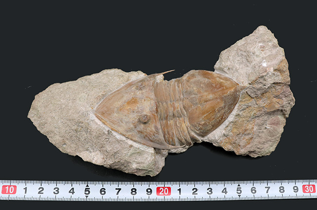 サンクトペテルブルク古生物学研究所が手掛けた一級作品、三葉虫、メギスタスピス・ラティカウダータ（Megistaspis laticaudata）のビッグサイズ標本（その15）