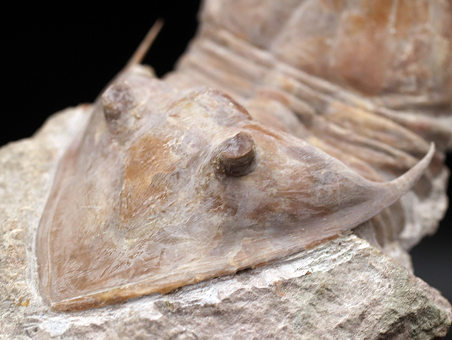 サンクトペテルブルク古生物学研究所が手掛けた一級作品、三葉虫、メギスタスピス・ラティカウダータ（Megistaspis laticaudata）のビッグサイズ標本（その3）