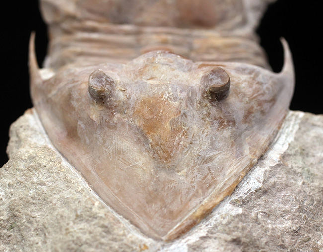 サンクトペテルブルク古生物学研究所が手掛けた一級作品、三葉虫、メギスタスピス・ラティカウダータ（Megistaspis laticaudata）のビッグサイズ標本（その4）