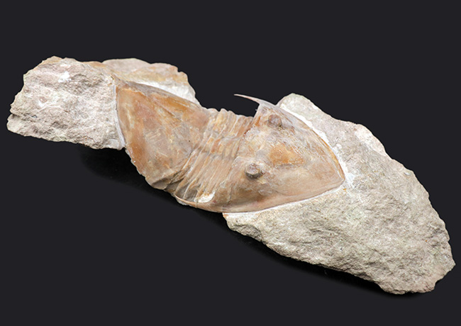 サンクトペテルブルク古生物学研究所が手掛けた一級作品、三葉虫、メギスタスピス・ラティカウダータ（Megistaspis laticaudata）のビッグサイズ標本（その6）