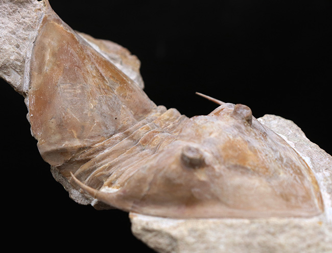 サンクトペテルブルク古生物学研究所が手掛けた一級作品、三葉虫、メギスタスピス・ラティカウダータ（Megistaspis laticaudata）のビッグサイズ標本（その7）