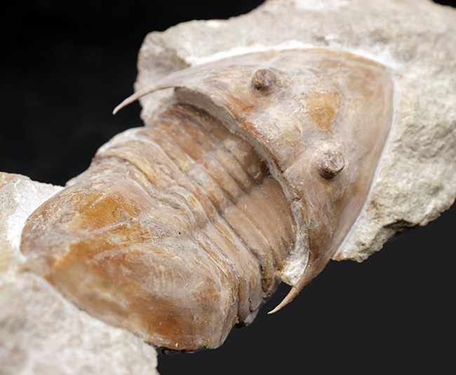 サンクトペテルブルク古生物学研究所が手掛けた一級作品、三葉虫、メギスタスピス・ラティカウダータ（Megistaspis laticaudata）のビッグサイズ標本（その8）