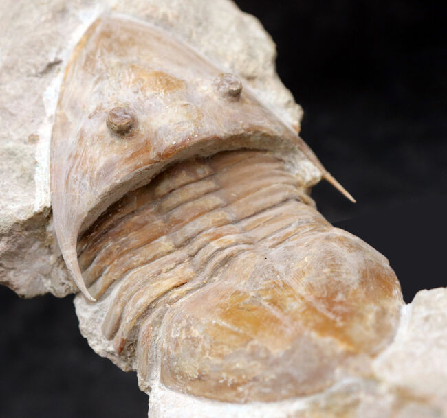サンクトペテルブルク古生物学研究所が手掛けた一級作品、三葉虫、メギスタスピス・ラティカウダータ（Megistaspis laticaudata）のビッグサイズ標本（その9）