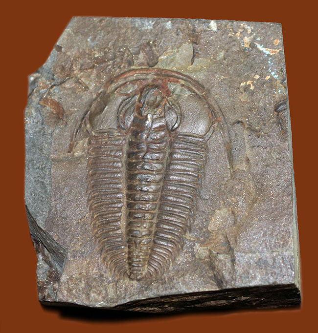 非の打ち所なし!古生代オルドビス紀の三葉虫レドリキア(Redlichia sp.)。中国湖南省産。(その1)