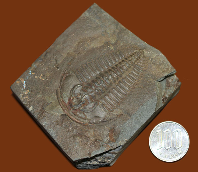 非の打ち所なし!古生代オルドビス紀の三葉虫レドリキア(Redlichia sp.)。中国湖南省産。(その10)
