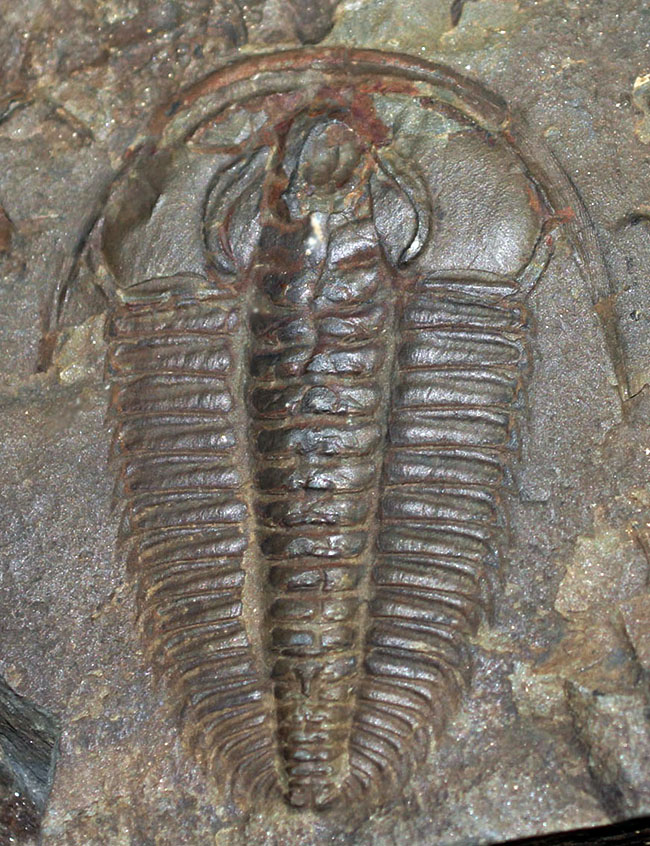非の打ち所なし!古生代オルドビス紀の三葉虫レドリキア(Redlichia sp.)。中国湖南省産。(その2)