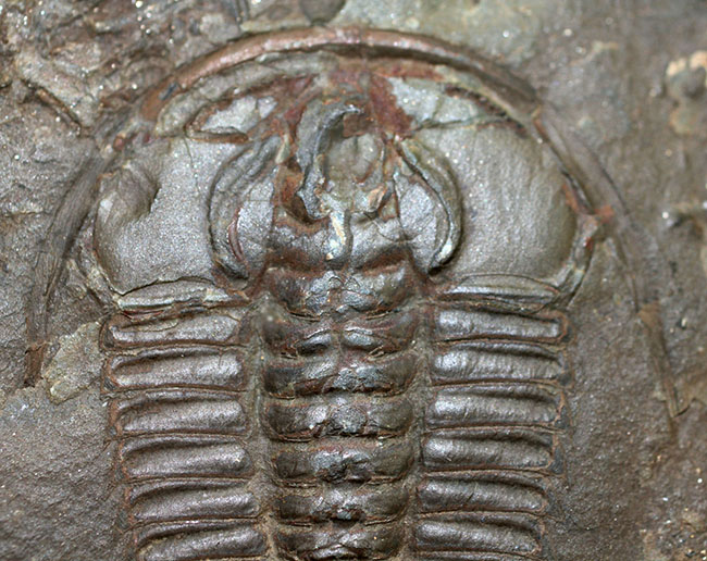 非の打ち所なし!古生代オルドビス紀の三葉虫レドリキア(Redlichia sp.)。中国湖南省産。(その3)