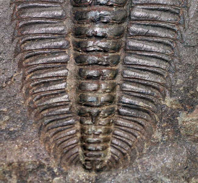非の打ち所なし!古生代オルドビス紀の三葉虫レドリキア(Redlichia sp.)。中国湖南省産。(その5)