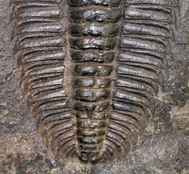 非の打ち所なし！古生代オルドビス紀の三葉虫レドリキア（Redlichia sp.）。中国湖南省産。（その5）