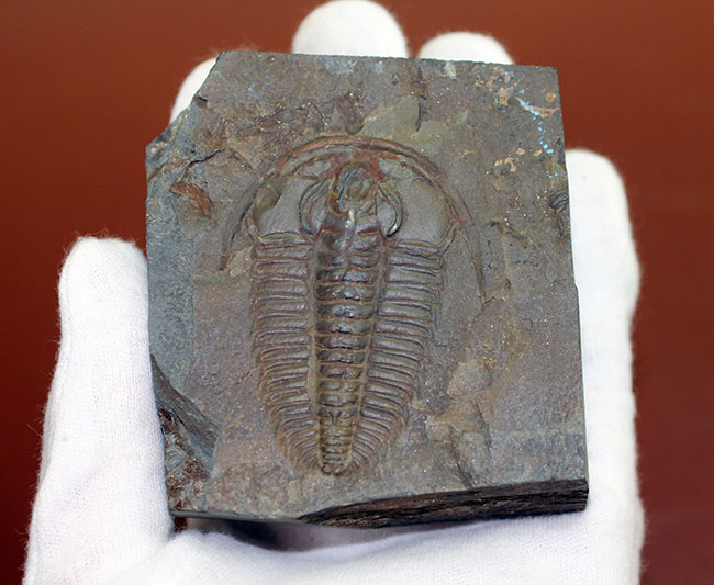 非の打ち所なし!古生代オルドビス紀の三葉虫レドリキア(Redlichia sp.)。中国湖南省産。(その6)