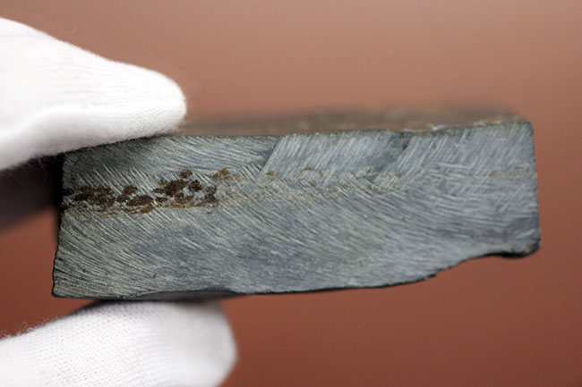 非の打ち所なし!古生代オルドビス紀の三葉虫レドリキア(Redlichia sp.)。中国湖南省産。(その8)