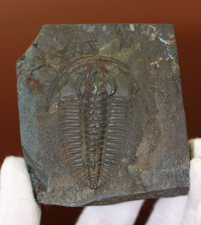 非の打ち所なし!古生代オルドビス紀の三葉虫レドリキア(Redlichia sp.)。中国湖南省産。(その9)