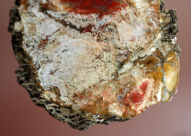 石炭のなり損ない！なんて言わないで・・・。シリカ化した樹木の化石