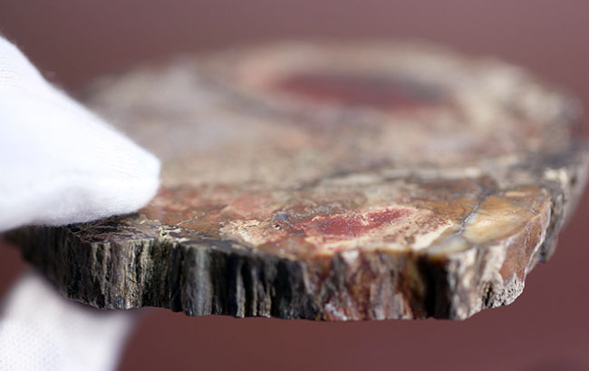 石炭のなり損ない！なんて言わないで・・・。シリカ化した樹木の化石