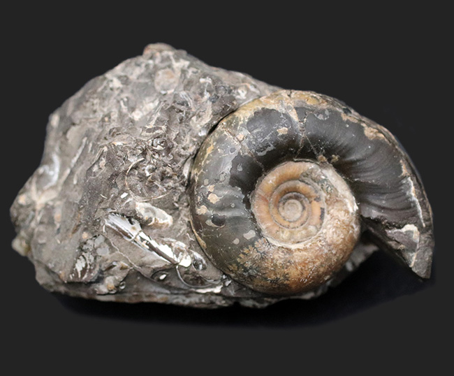 母岩から取り外し可能！良質国産アンモナイト（Ammonite）（その1）