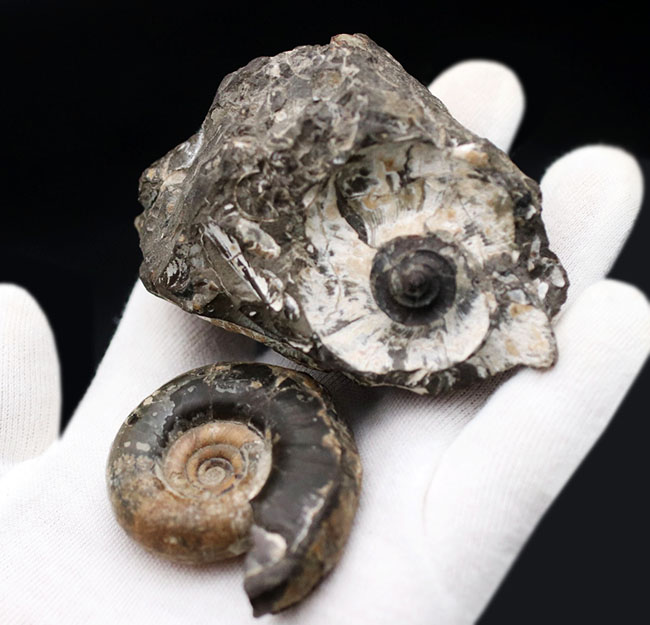 母岩から取り外し可能！良質国産アンモナイト（Ammonite）（その10）