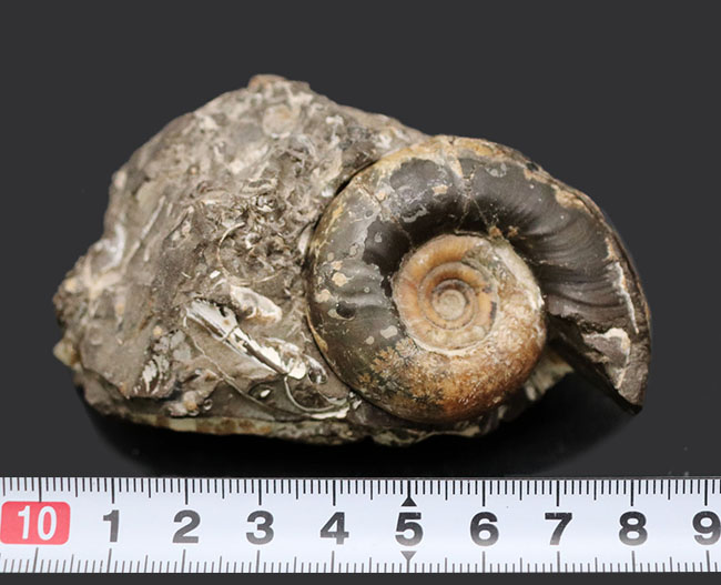 母岩から取り外し可能！良質国産アンモナイト（Ammonite）（その11）