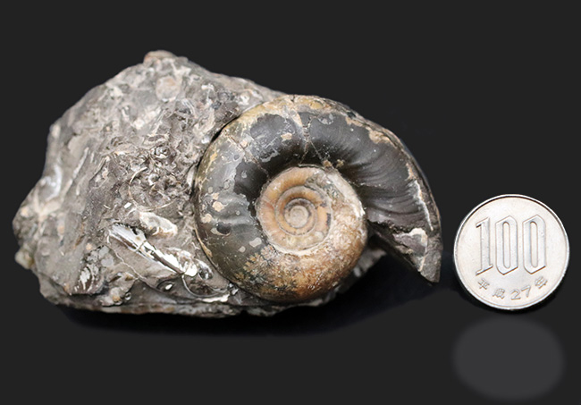 母岩から取り外し可能！良質国産アンモナイト（Ammonite）（その12）