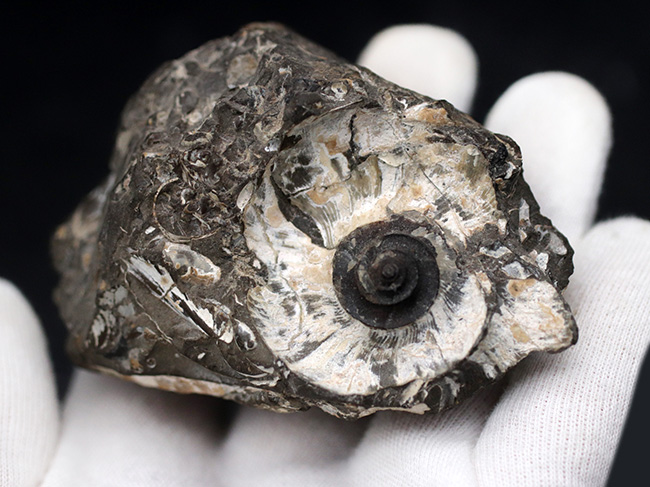 母岩から取り外し可能！良質国産アンモナイト（Ammonite）（その2）