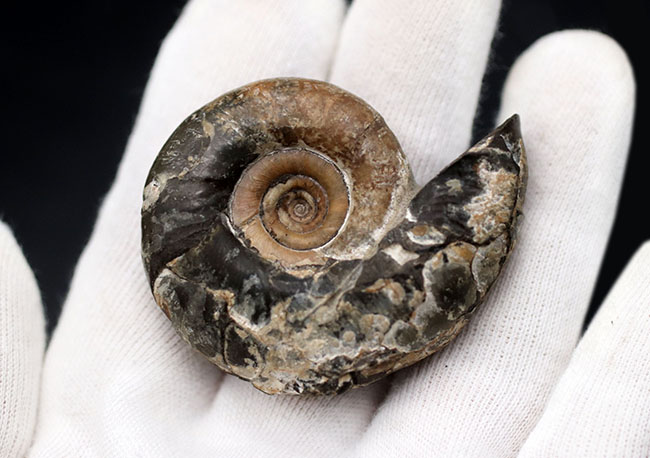 母岩から取り外し可能！良質国産アンモナイト（Ammonite）（その3）