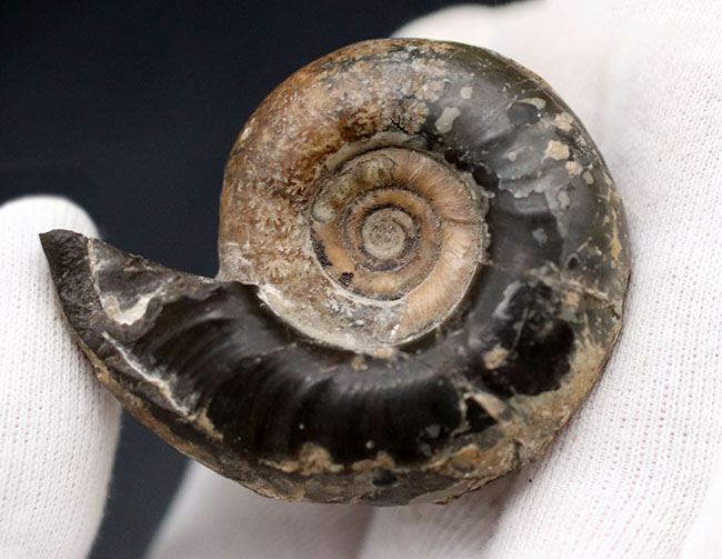 母岩から取り外し可能！良質国産アンモナイト（Ammonite）（その4）