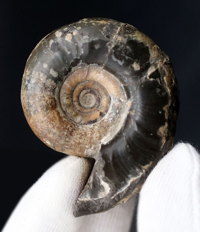 母岩から取り外し可能！良質国産アンモナイト（Ammonite）（その6）