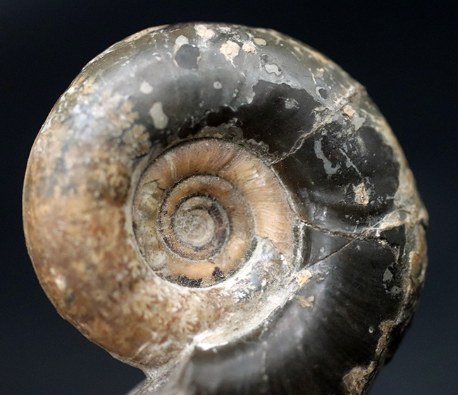 母岩から取り外し可能！良質国産アンモナイト（Ammonite）（その7）